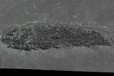 Devonian Lobed-Fin Fish (Osteolepis) pos/neg - Scotland #98050-1